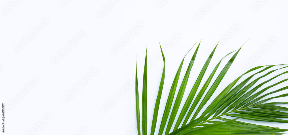 Green leaf of palm tree on white background. Green leaf of palm tree on white background.