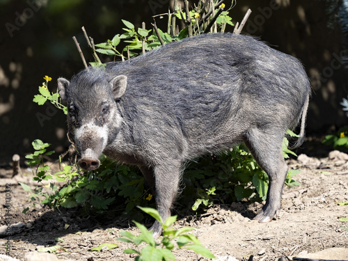 An adult male Visayan warty pig, Sus cebifrons negrinus, observes the surroundings