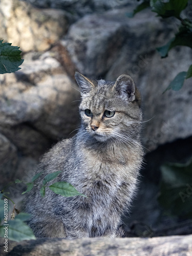 Photography The European wildcat, Felis s
