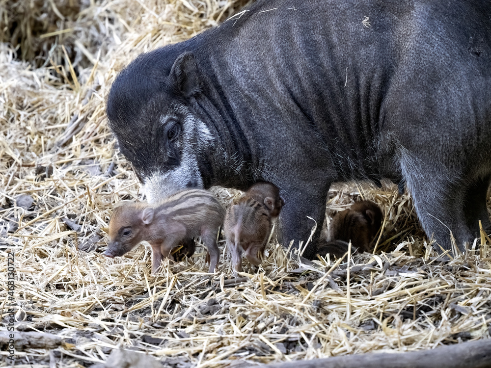 Female Visayan warty pig, Sus cebifrons negrinus, with newborn pups Female Visayan warty pig, Sus cebifrons negrinus, with newborn pups