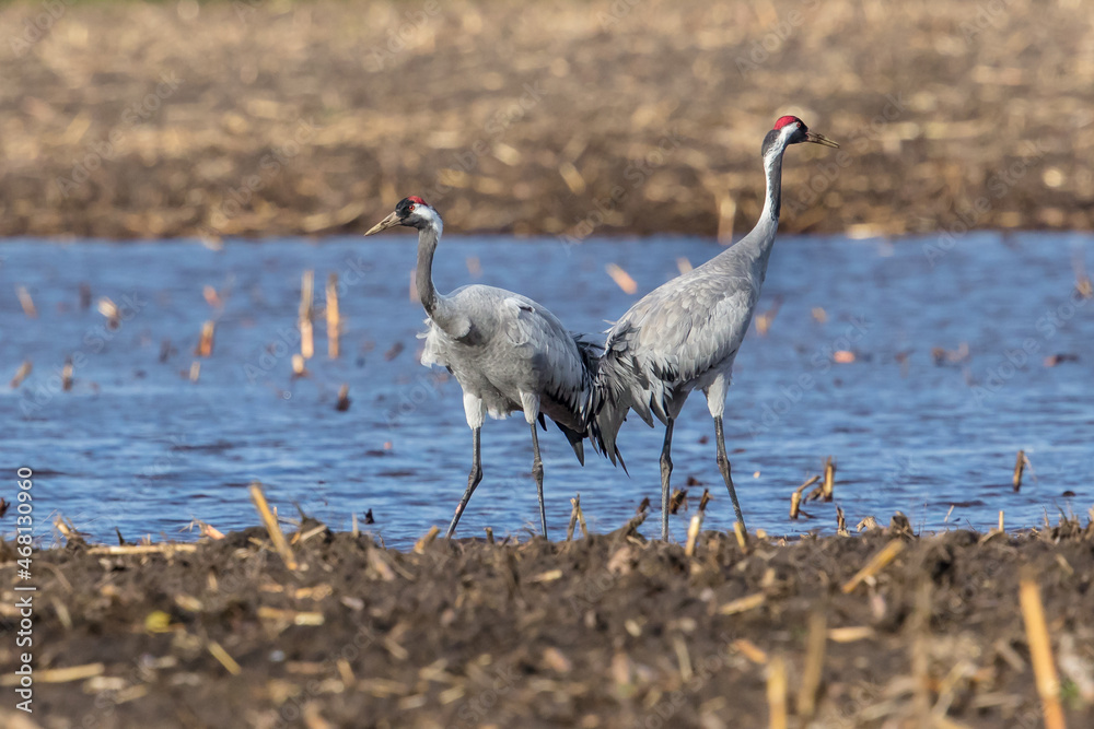 Obraz premium kraniche