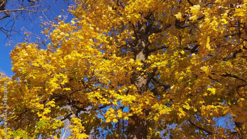 Fragment of maple tree with autumn leaves in sunny wheather Fragment of maple tree with autumn leaves in sunny wheather