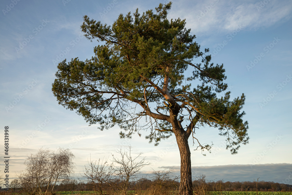 a large pine tree in the field