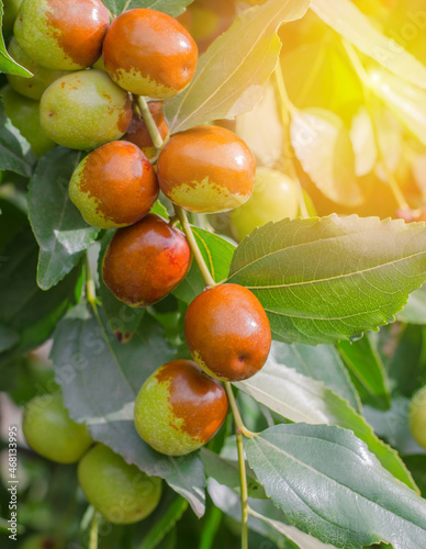 Ripe jojoba fruit on a tree branch close-up. Chinese date on a branch
