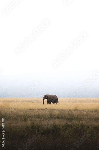 One single African Elephant walking in the distance.