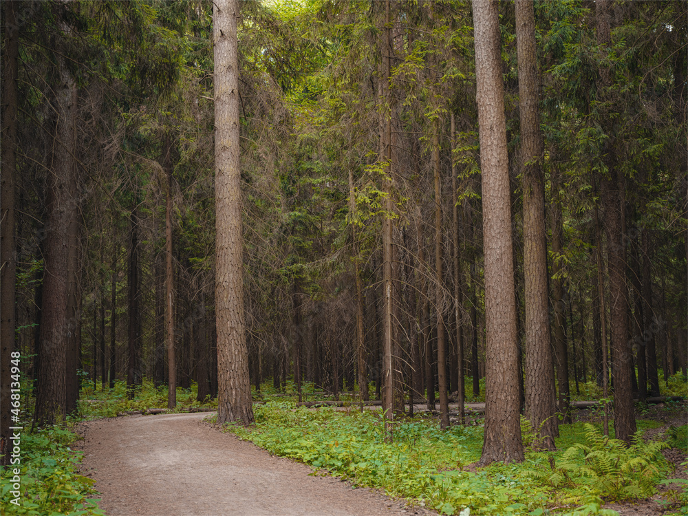 Obraz premium mysterious path in middle of wooden coniferous forrest, surrounded by green bushes leaves and ferns. Moscow region Russia
