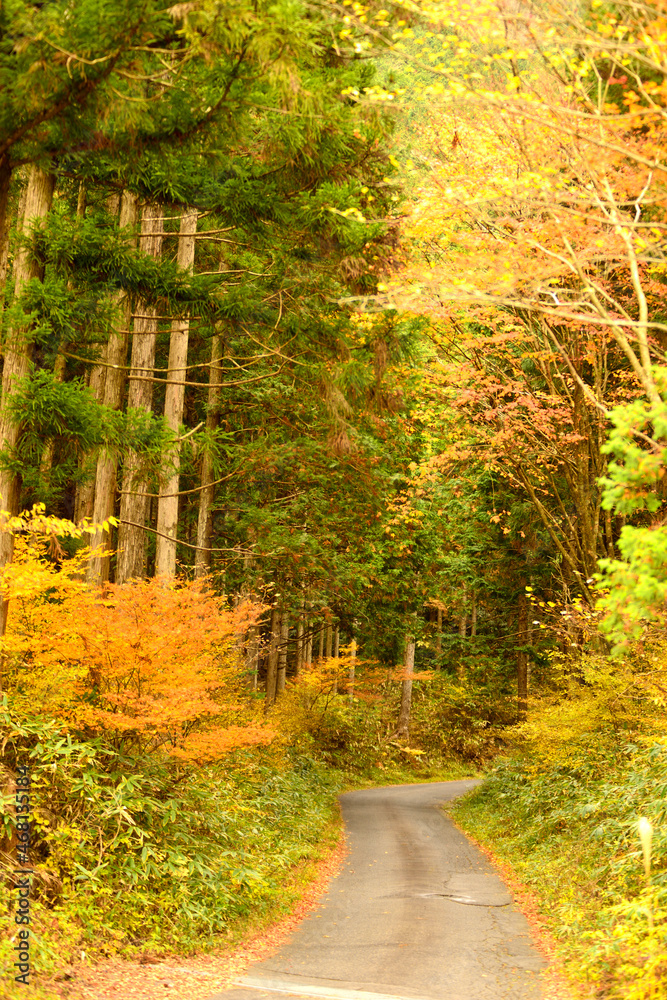 Fototapeta premium 神坂峠