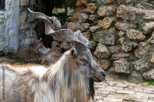 Mouflon close-up on a background of stones. Wild animals at the national zoo.