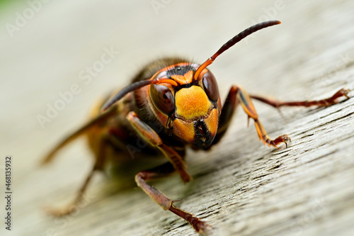 European hornet © 聡 足立