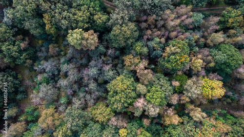 Directly above aerial drone full frame shot of green emerald pine forests and yellow foliage groves with beautiful texture of treetops. Beautiful fall season scenery. Mountains in autumn golden colors © Bjorn B