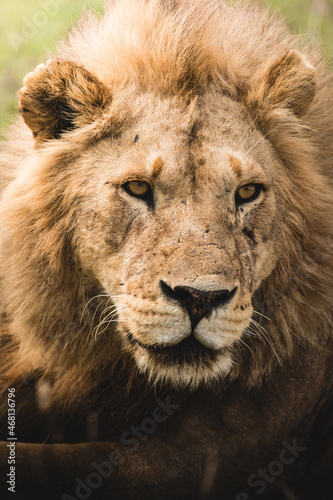 closetup portrait of a male lion, Africa Tanzania