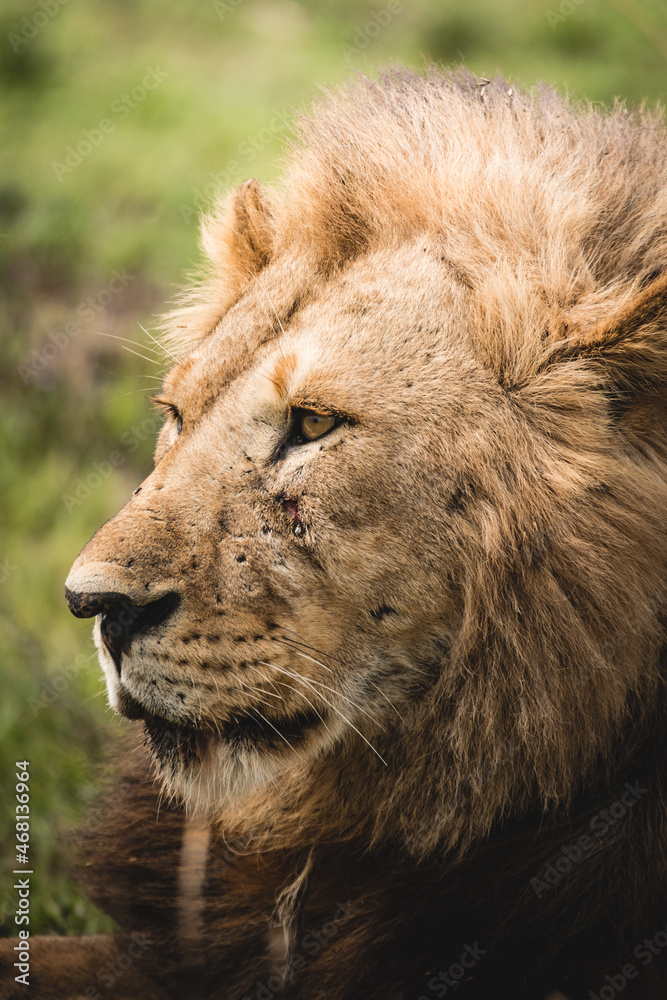 Fototapeta premium closetup portrait of a male lion, Africa Tanzania