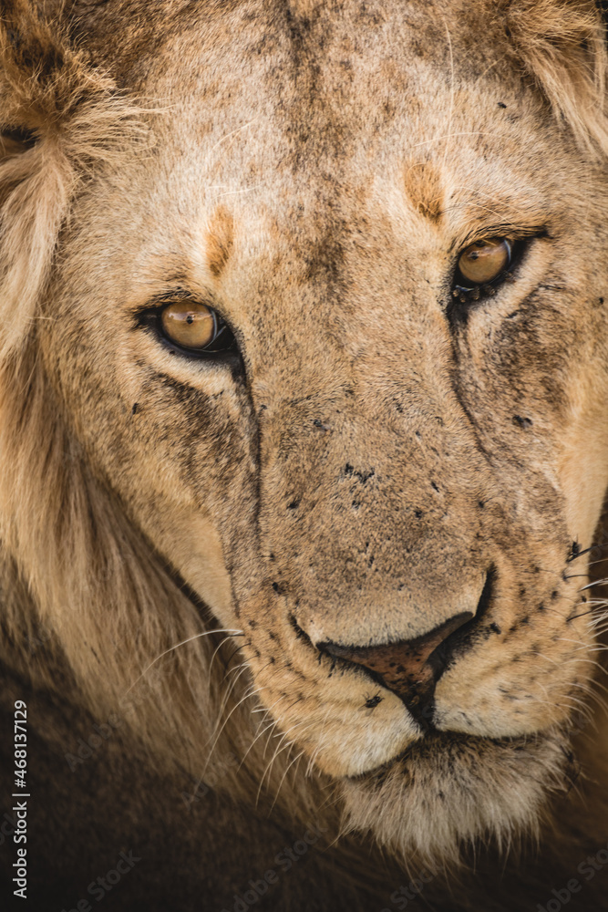Fototapeta premium closetup portrait of a male lion, Africa Tanzania