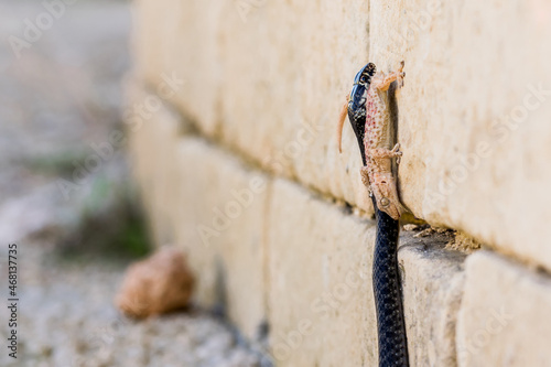 A black Western Whip Snake, Hierophis viridiflavus, hunting a Moorish Gecko, Tarentola mauritanica. photo