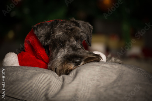 Schnauzer portrait