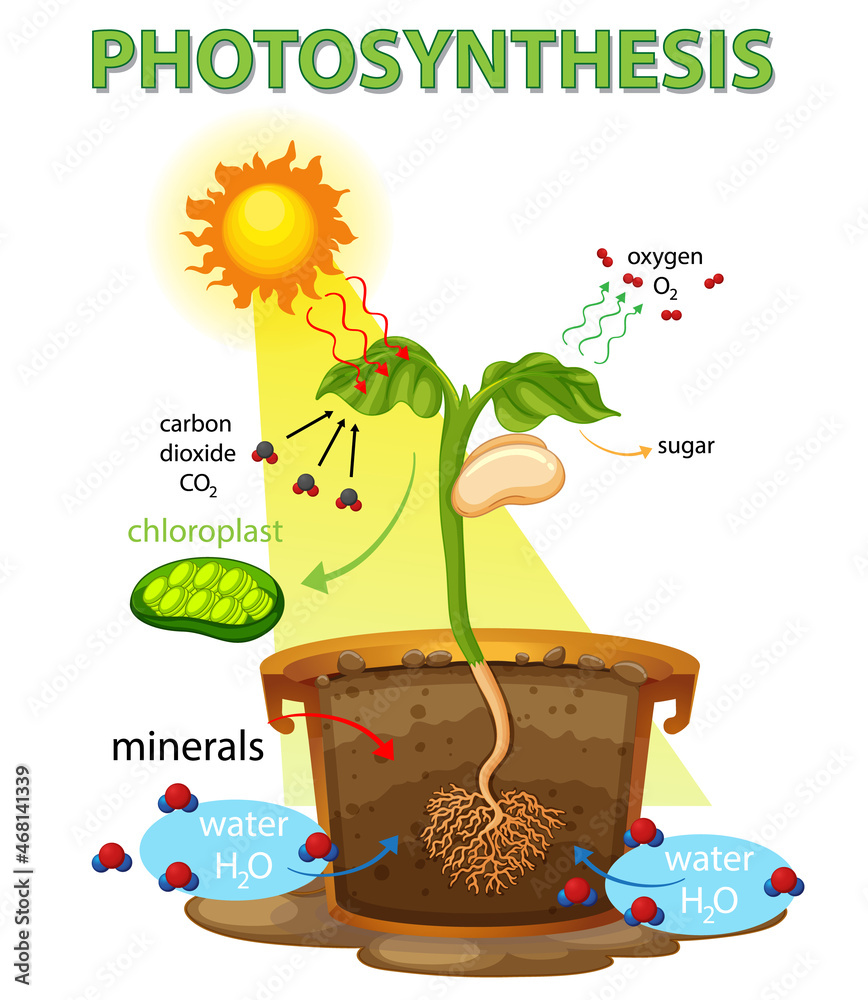 Diagram showing process of photosynthesis in plant Stock Vector Adobe