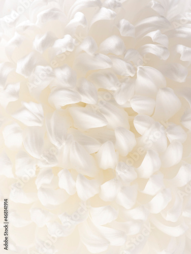 white chrysanthemum petals macro photography