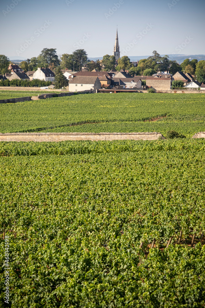 Vignes Maursault Côte-d'Or bourgogne France