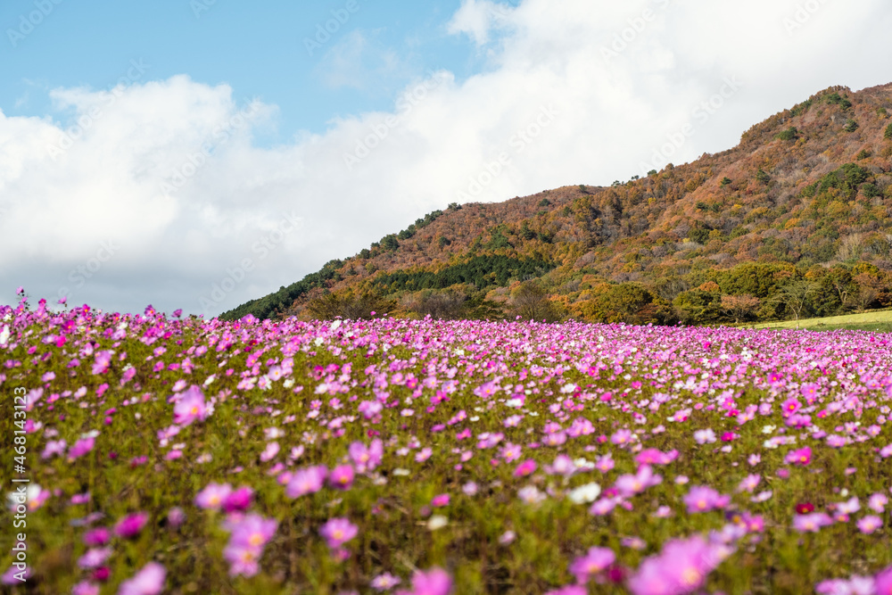 【岡山県】コスモスの花が満開の秋の蒜山　自然
