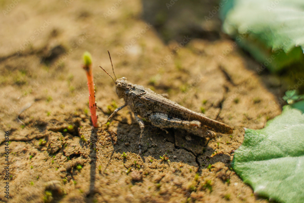 Locust grasshopper in fallen leaves Locust grasshopper in fallen leaves