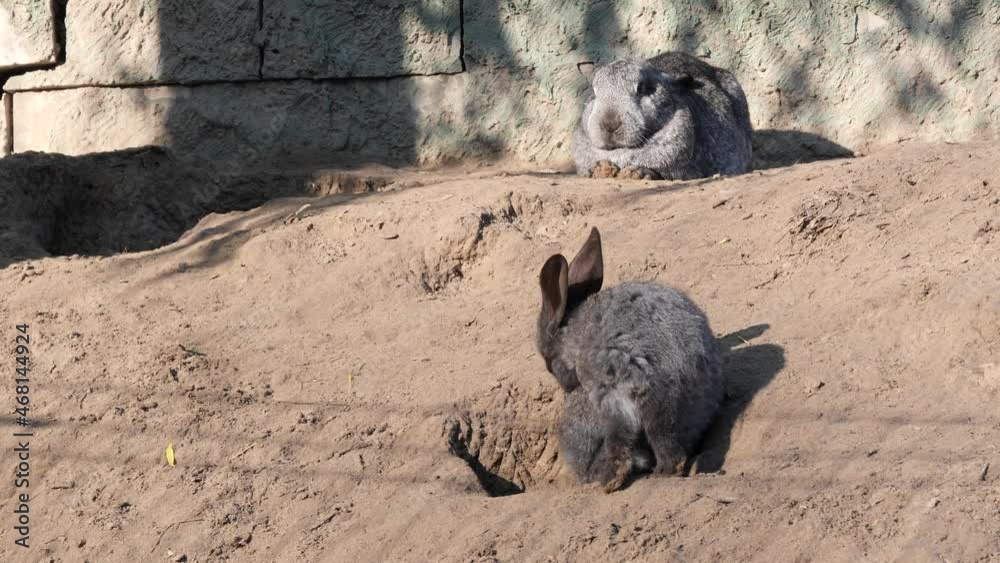 rabbits at their burrows in their natural environment Stock ビデオ Adobe