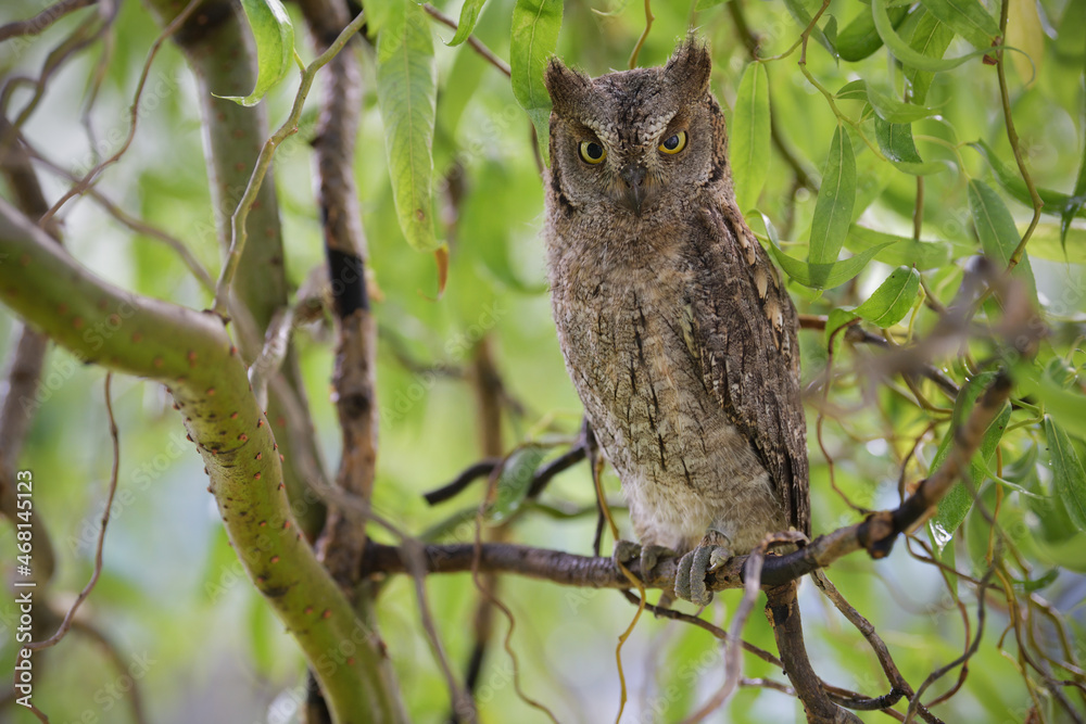 Eurasian scops owl juvenile perched on a willow branch Eurasian scops owl juvenile perched on a willow branch