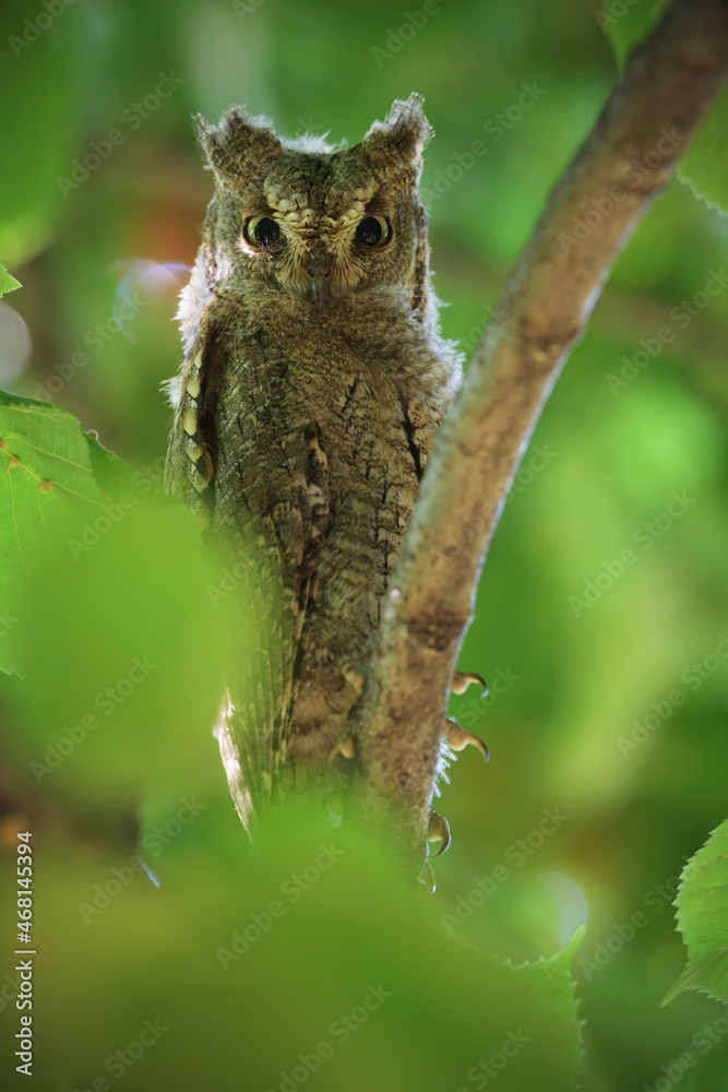 Obraz premium Eurasian scops owl juvenile perched on a linden branch