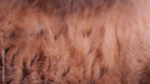 Close-up view 4k stock video footage of real fluffy soft texture of fur of cat laying on floor photo