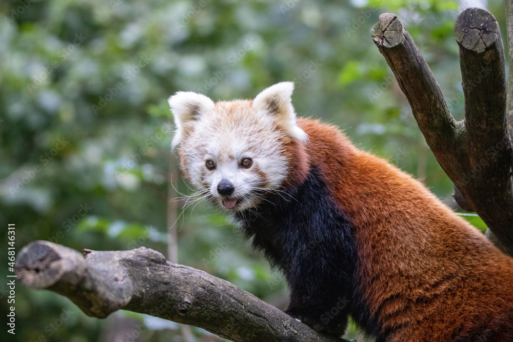 Fototapeta premium red panda bear