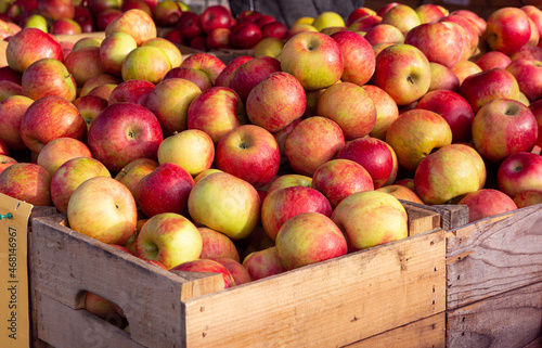 Obraz na płótnie Bushel baskets of Honecrisp apples at a local market