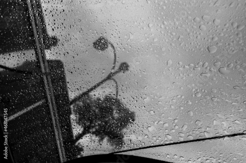 Photography Amsterdam city trees, dual chrome, during autumn