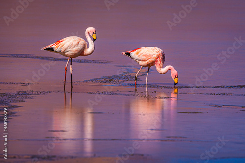 Two James's Flamingo's (Phoenicoparrus jamesi) foraging in a half frozen salt lake of Salar Surire in northern Chile photo