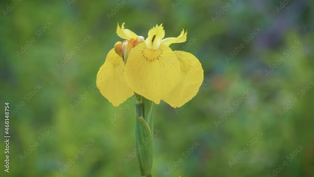 Yellow iris (Iris pseudacorus) close-up of wild flower against blurred background. Yellow iris (Iris pseudacorus) close-up of wild flower against blurred background.