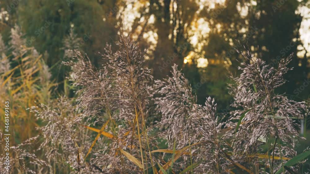 Reeds in morning sunlight in a park. Vienna, Austria. Sunrise. Camera sliding from left to right. Footage. 4K UHD Reeds in morning sunlight in a park. Vienna, Austria. Sunrise. Camera sliding from left to right. Footage. 4K UHD
