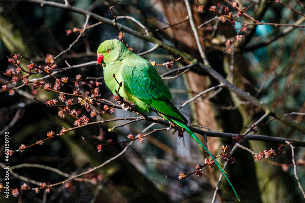 Green rose ringed parakeet in a tree during Spring in Amsterdam, The Netherlands, Europe Green rose ringed parakeet in a tree during Spring in Amsterdam, The Netherlands, Europe