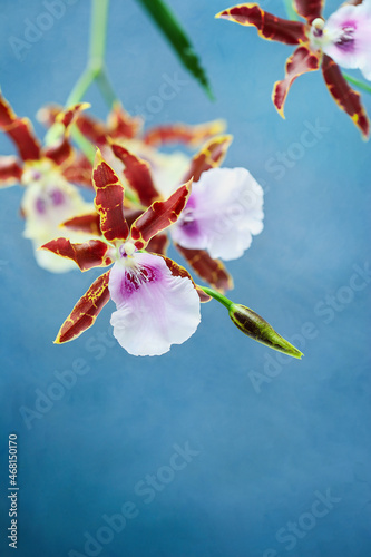 
Miltonia Kismet Orchid flowers against a blue background. Selective focus with blurred foreground and background. photo