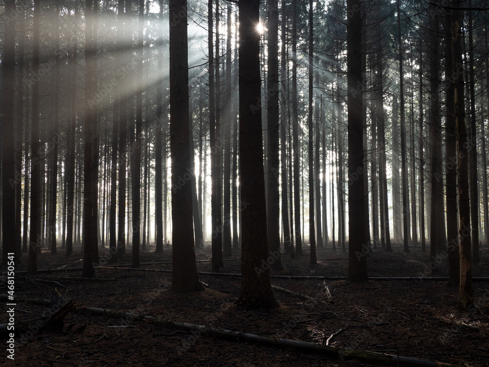 Obraz premium Silhouette of a coniferous forest with beautiful backlight and sun rays through fog