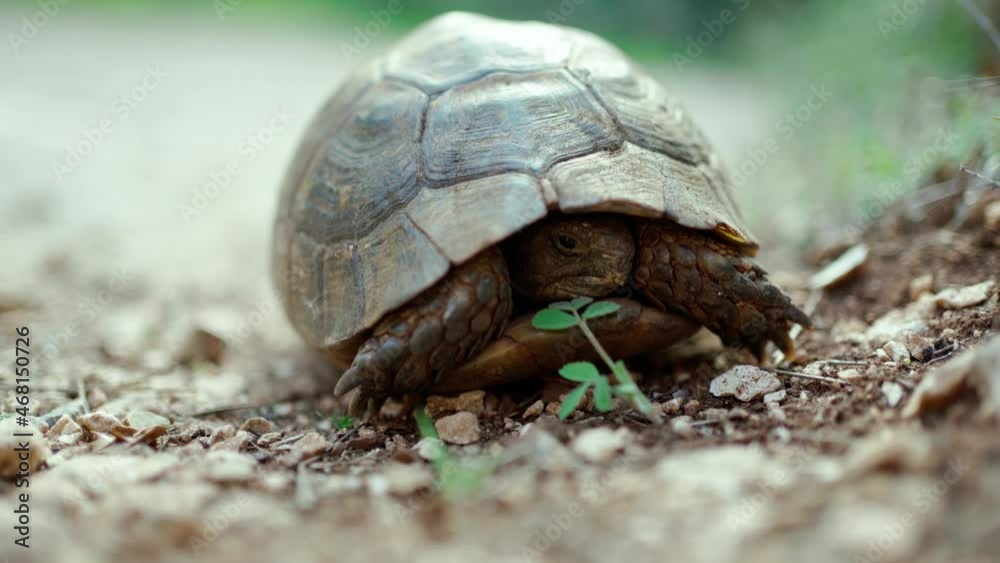 turtle slowly and carefully looks out of its shell