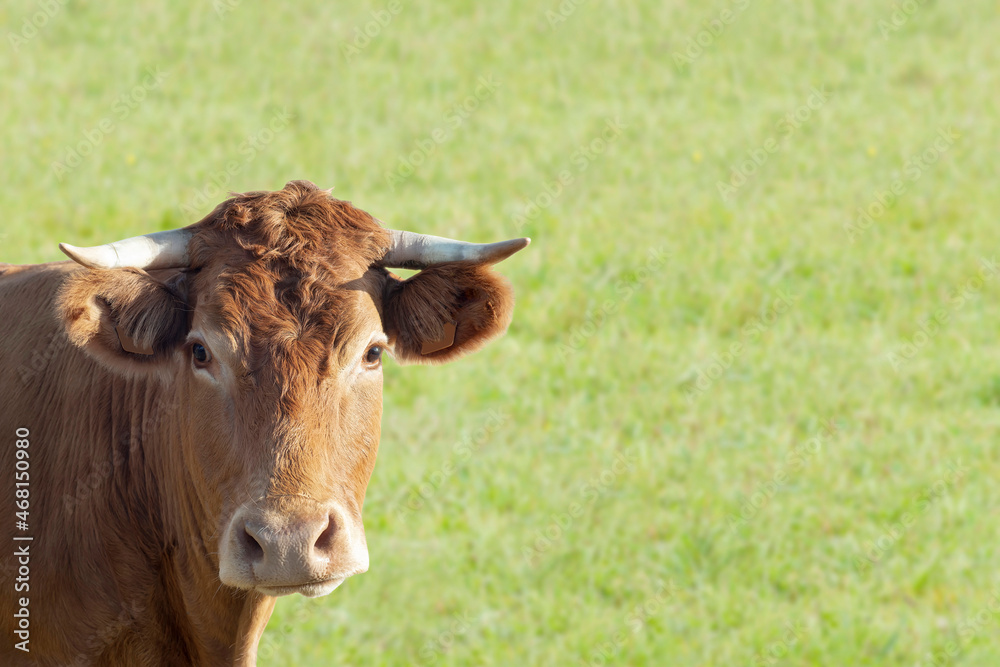 beautiful cow grazing in green field , beef and milk cattle beautiful cow grazing in green field , beef and milk cattle