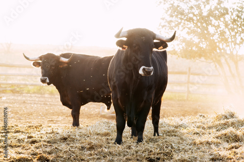 ox  bull of sayaguesa breed of Zamora region , Spain photo