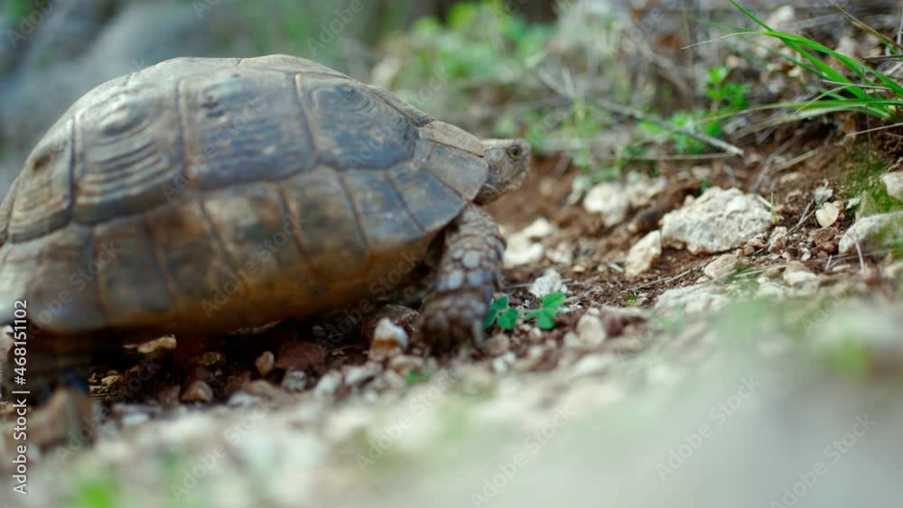 close up turtle slowly and carefully looked out of its shell outdoors in wild. tortoise crosses ground road into the bushes close up turtle slowly and carefully looked out of its shell outdoors in wild. tortoise crosses ground road into the bushes
