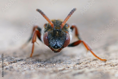 Frontal closeup of a female of the rare , red cleptoparasite bee, Nomada femoralis photo