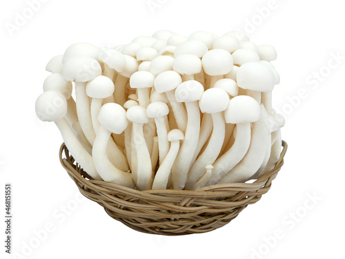 Shimeji mushrooms white varieties in a basket isolated on white background.
