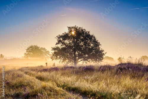Sunrise in the meadow of blooming heather in the National park of Aekingerzand, the Netherlands photo