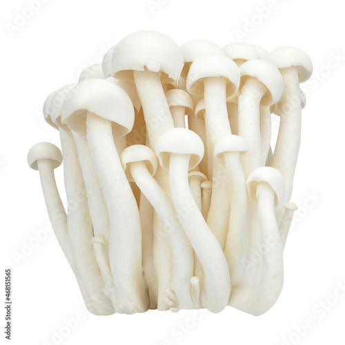 Shimeji mushrooms white varieties isolated on white background.