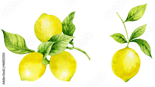 Bright yellow lemon fruits on a branch. Watercolor illustration of lemons on a white background.