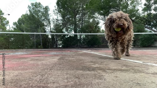 Slow motion Healthy happy dog of Komondor breed, Puli, Bergamasco, playing with a tennis ball. Rasta dog, grooming photo