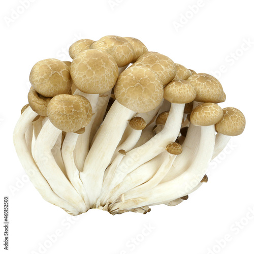 Shimeji mushrooms brown varieties isolated on white background.
