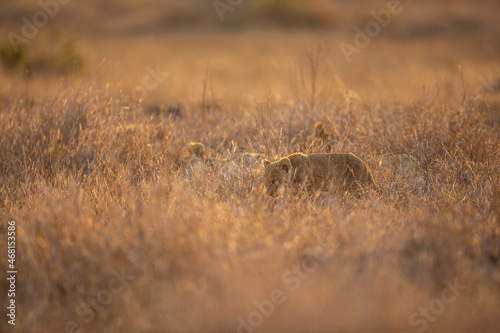 Lion cub © Kevin