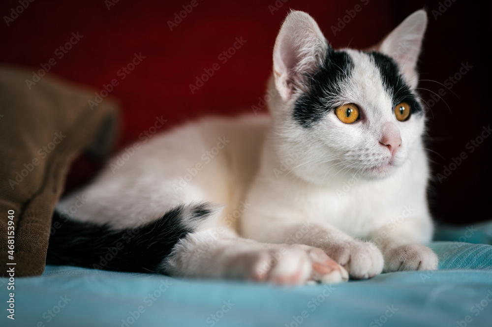 Obraz premium Very beautiful white kitty comfortably lying on sofa between pillows. Cute kitten with orange eyes.